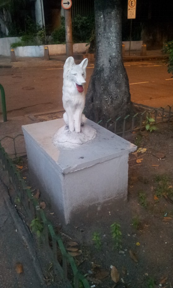 Quem é o cachorro misterioso da Tijuca?(Foto: Rafael Junqueira/ Mundo Pauta)