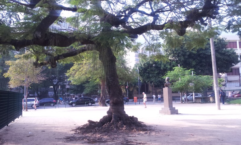 Será o exemplo da árvore da Vida? (Foto: Rafael Junqueira / Mundo Pauta)